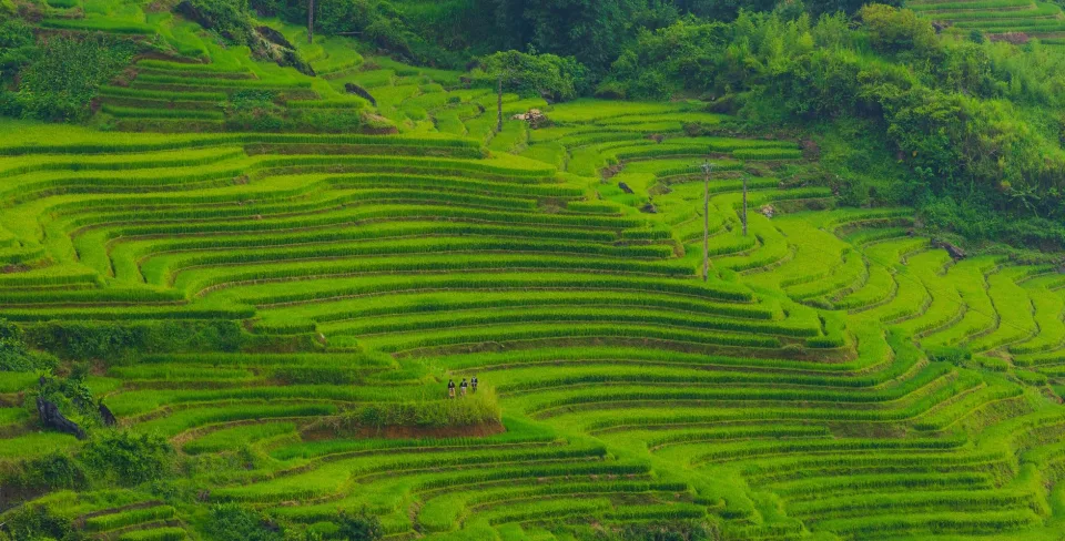 Các loại gạo & phụ phẩm