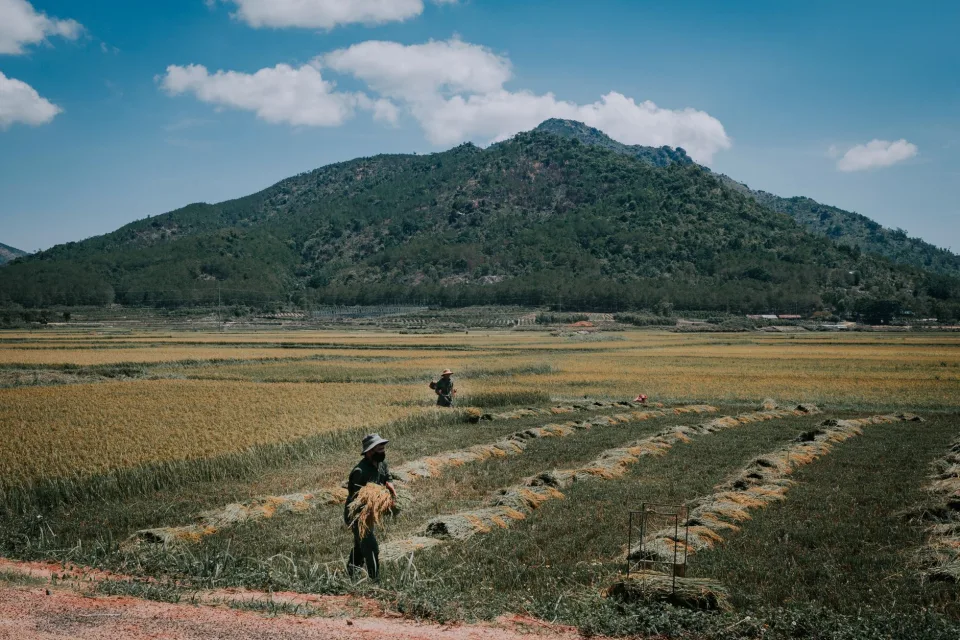 Các loại gạo & phụ phẩm
