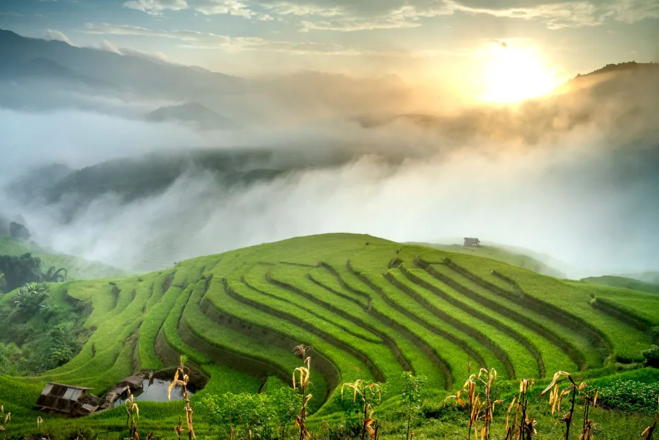Các loại gạo & phụ phẩm